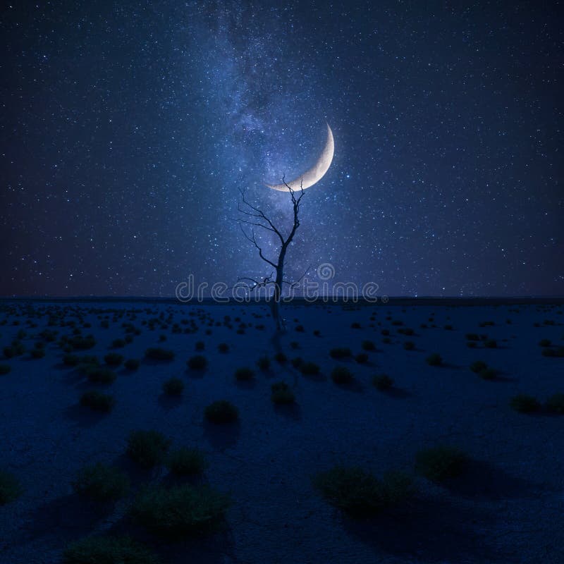 Dry tree in desert on night landscape