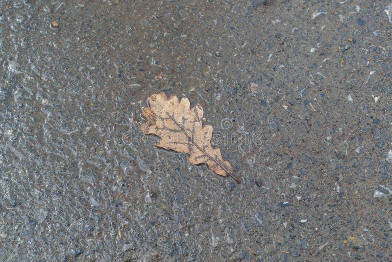 Lonely dry yellow leaf on a wet gray road royalty free stock photos Lonely dry yellow leaf on a wet gray road royalty free stock photos