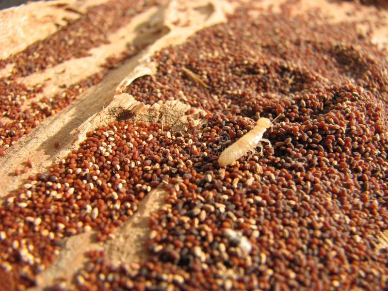 Lonely Drywood Termite