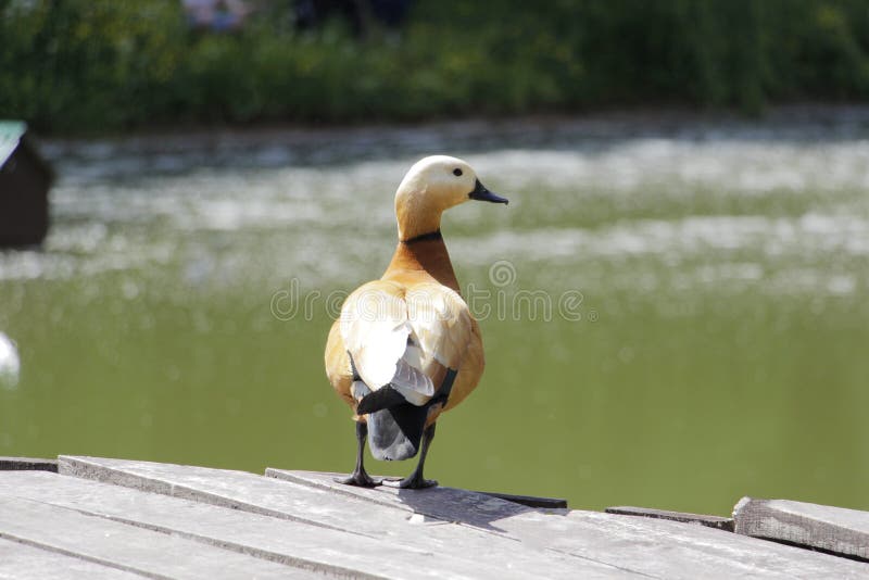 A lonely duck stands on a wooden bridge royalty free stock photography