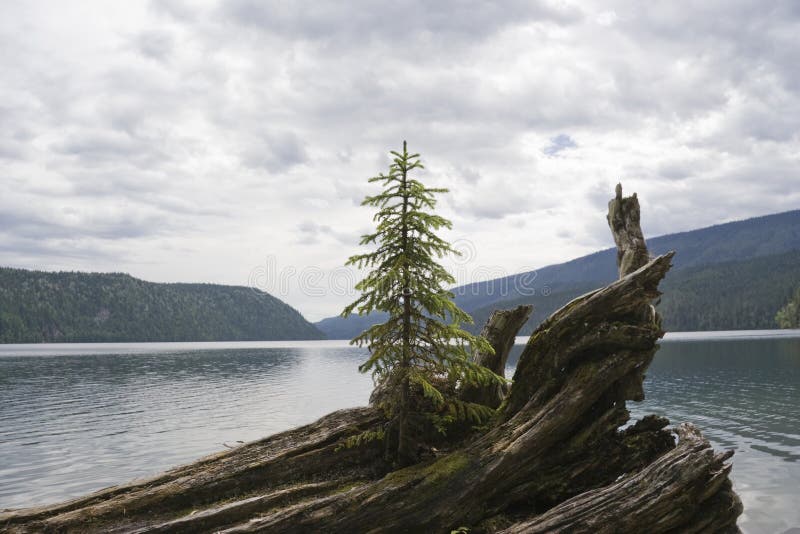 Lonely fir tree on driftwood