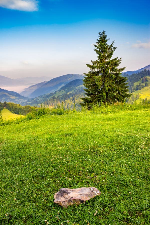 Lonely Fir Tree On The Edge Of Slope In Foggy Mountains At Sunrise