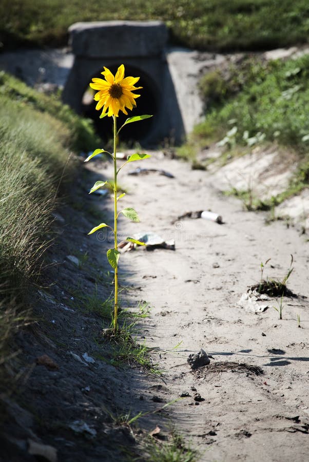 Lonely flower stock image. Image of dirt, life, concept 10917795