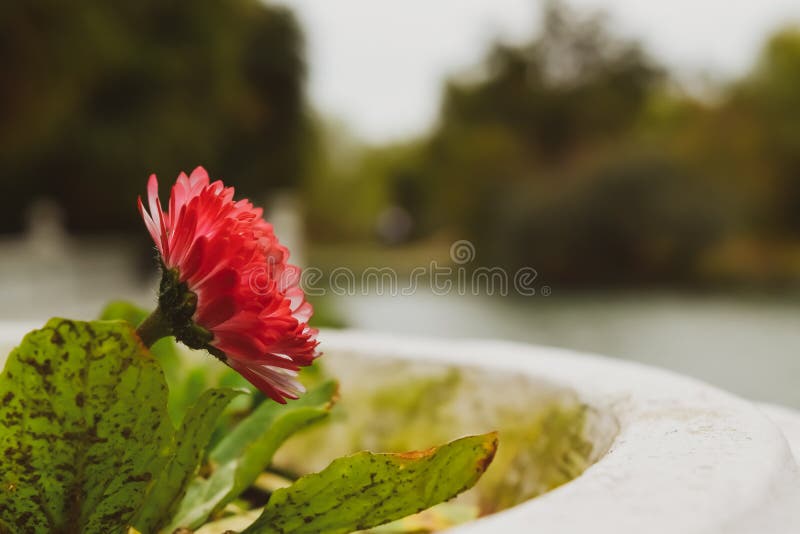 Pink Flowers in a Flower Bed, Closeup. Spring Flowering Stock Photo