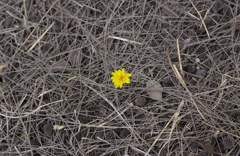 Flower and dirt stock photo. Image of blossom, centered 101645068