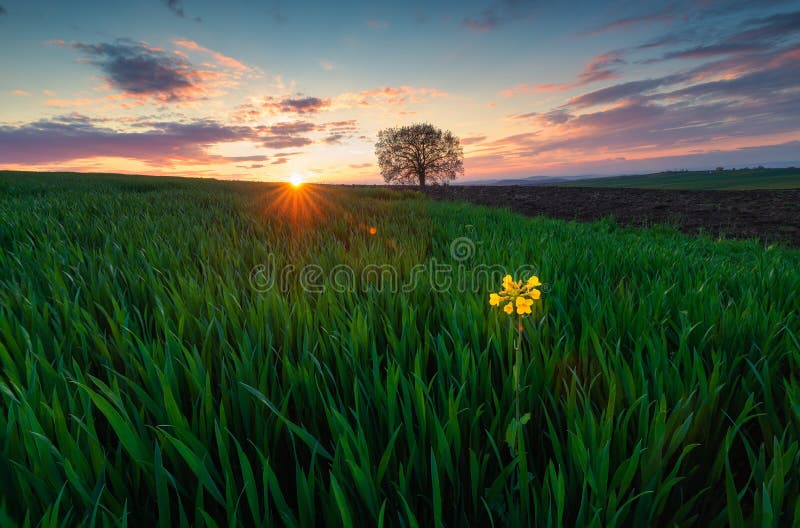 Lonely Flower and a Tree in a Green Field of Grass Stock Image Image