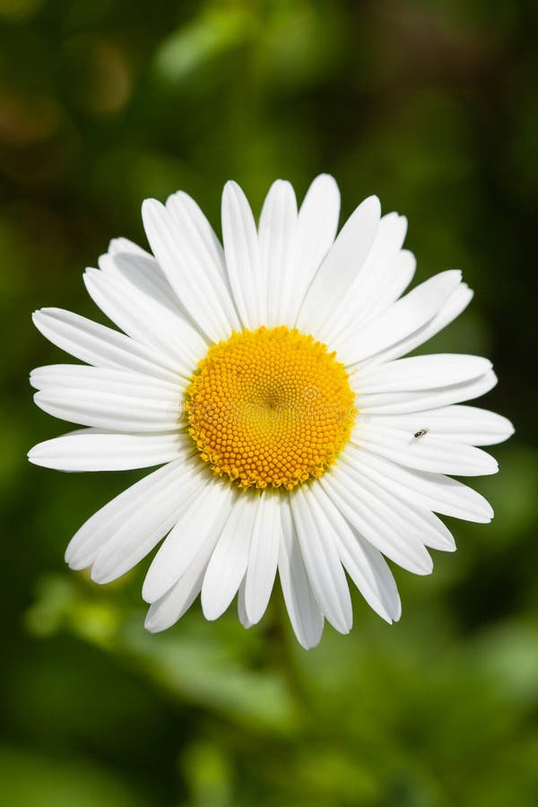 Lonely Flower of a White Garden Daisy on a Green Background. a Small ...