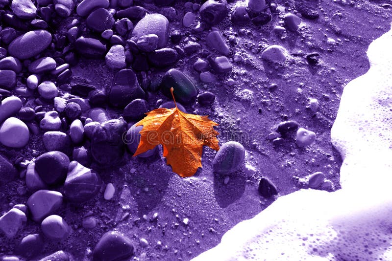 Oro foglia d'acero su un fondo viola di pietre bagnate su una spiaggia in autunno.