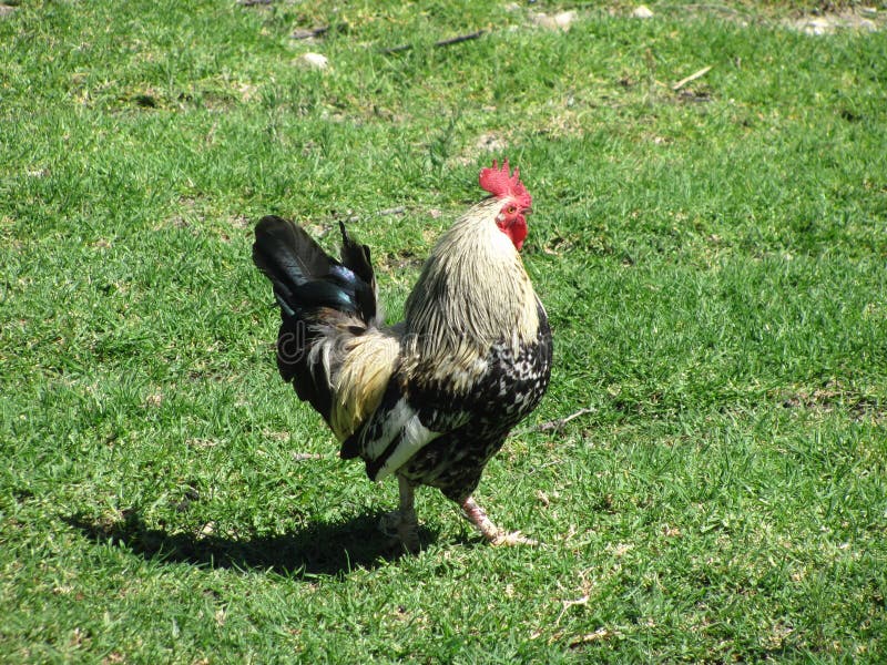 Lonely Hen stock image. Image of black, farm, bird, white 65562483