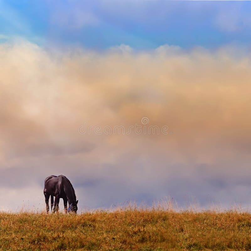 A lonely horse on a log, in a background of clouds illuminated by beams of the sun. Log animal stock images, royalty-free photos and pictures