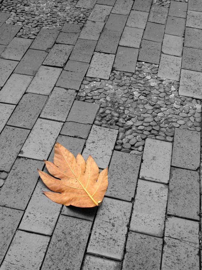 Lonely leaf on ground