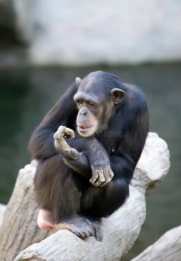 Lonely monkey sitting on top of a large tree trunk stock photo