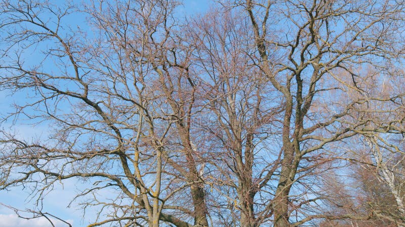 Lonely oak branches at edge of forest on a spring day. Branches of oak tree in spring. Thick trunk and branches. Pan. royalty free stock photo
