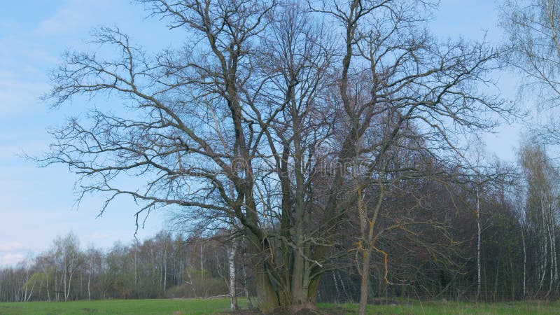 Lonely oak at the edge of the forest on a spring day. Branches of oak tree in spring. Thick trunk and branches. Tilt up. stock photography