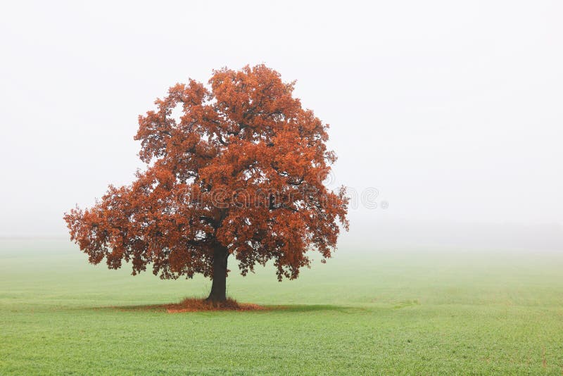 Lonely oak tree with yellow-brown leaves in autumn in field with green grass