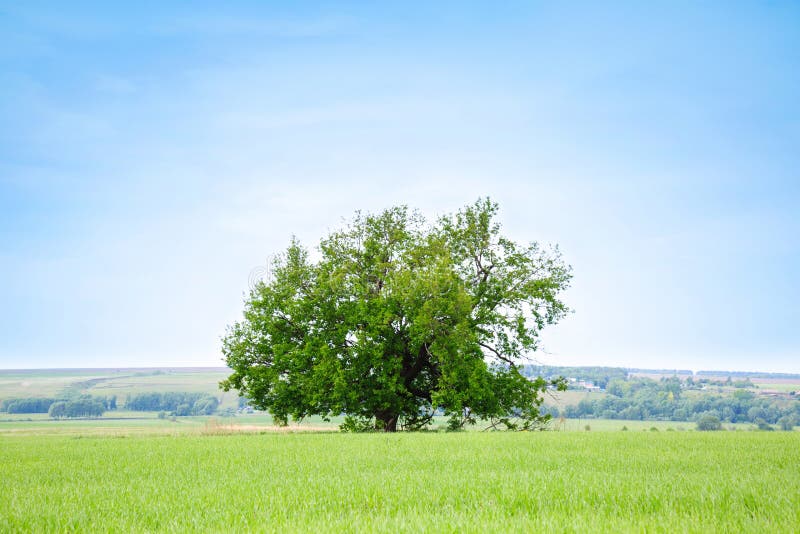 Lonely Old Oak Tree in the Field. Tree of Wisdom Stock Image - Image of ...