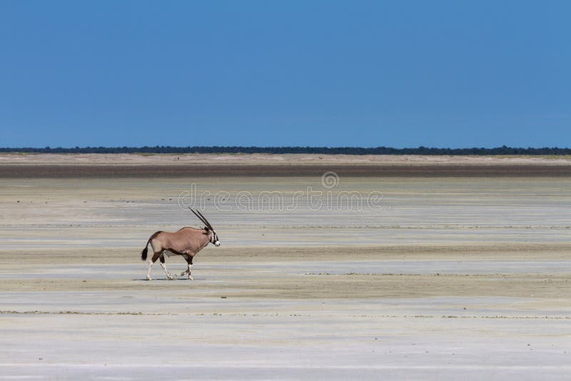 Lonely oryx at the Etosha salt pan royalty free stock image
