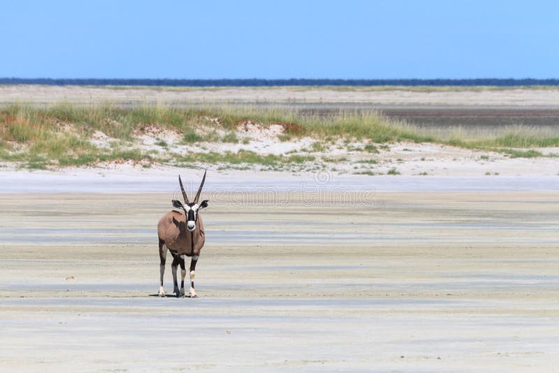 Lonely oryx at the Etosha salt pan royalty free stock image