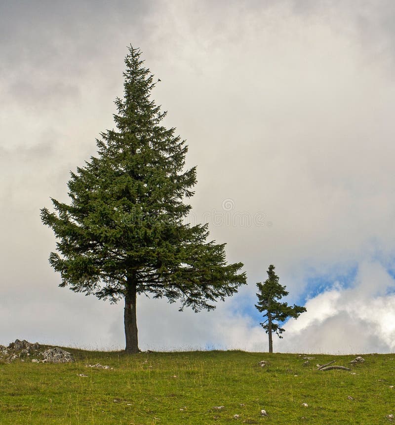 Lonely Little Pine Tree In Field Stock Image Image of plant, alone