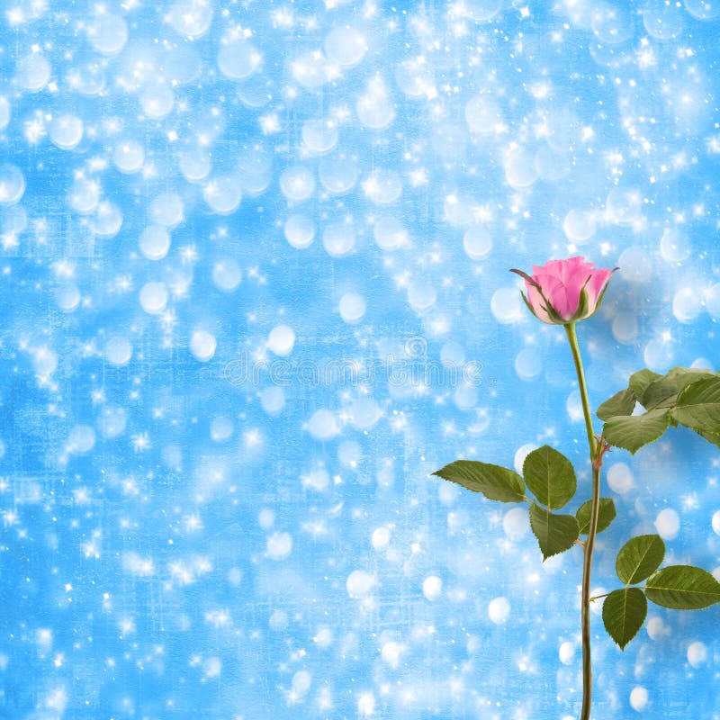 Lonely pink rose with green leaves stock images Lonely pink rose with green leaves stock images