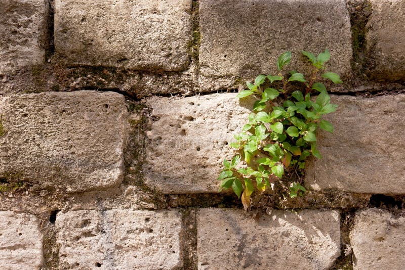 Lonely plant stock photo. Image of aged, natural, growth 19081972