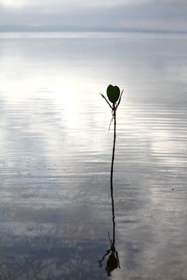 Lonely Plant stock image. Image of horizon, sunrise, lone 19494153