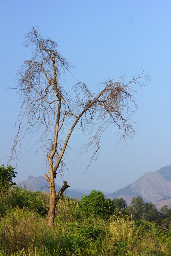 Lonely Plant stock image. Image of peak, forest, scene 59640955