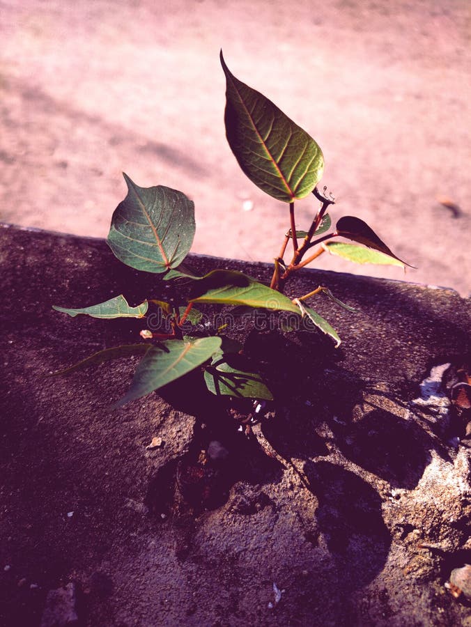 Lonely Plant in the Sadness Tone Stock Image Image of autumn, yellow
