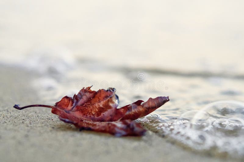 Lonely red autumn leaf on the beach