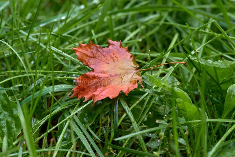 Lonely red maple leaf lying in green grass wet from morning dew. Close-up. Beautiful natural bokeh. First sign of autumn coming stock images Lonely red maple leaf lying in green grass wet from morning dew. Close-up. Beautiful natural bokeh. First sign of autumn coming stock images