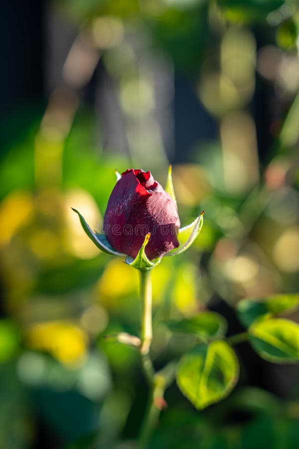Lonely red rose on the big green field stock images