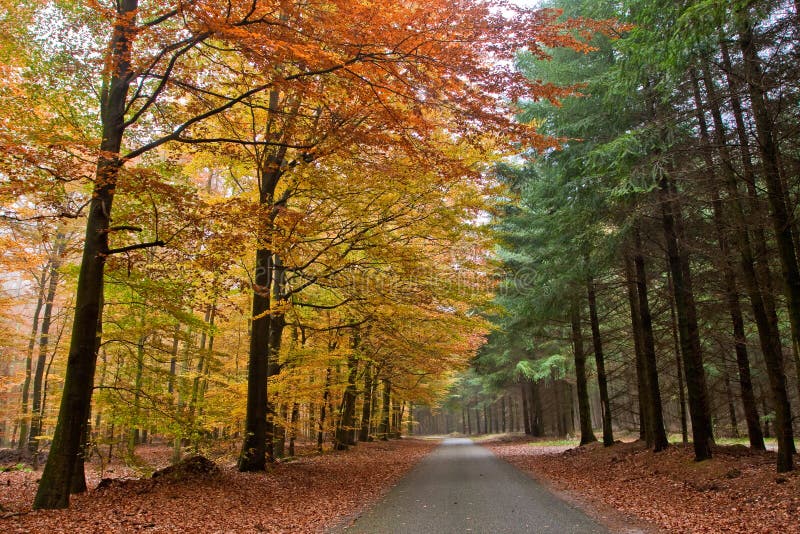 Lonely Road with Oak and Pine Trees Stock Image Image of tree, pine 12205423
