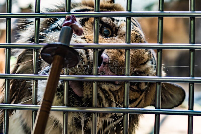 download tigers cage 1990 torrent download tigers cage 1990 torrent