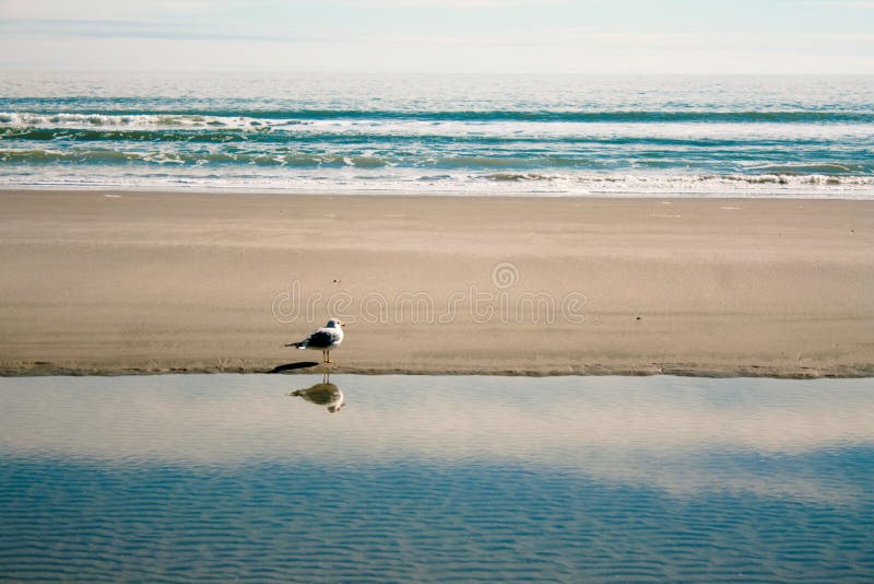 Lonely Seagull