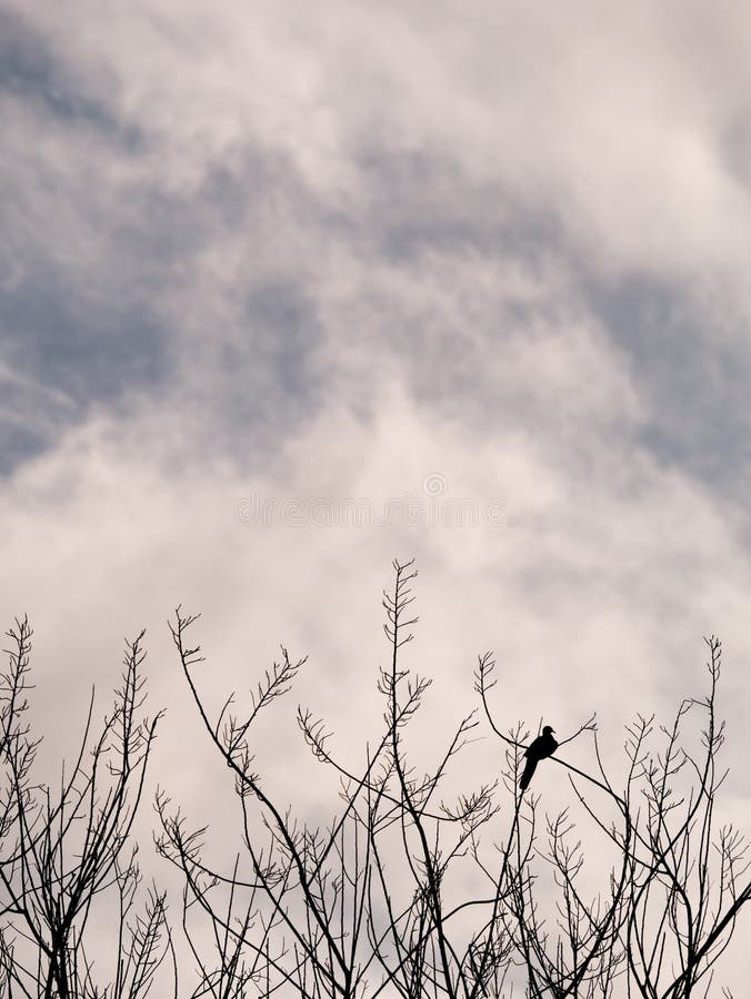 Lonely Silhouette Pigeon Perched on The Branch royalty free stock photo