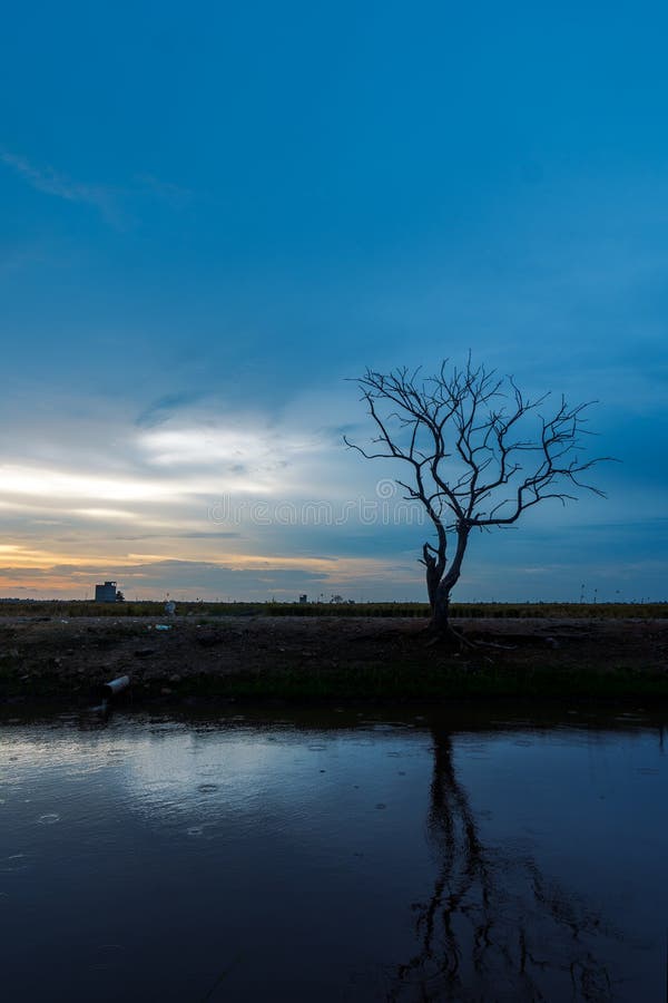 Lonely silhouette tree during blue hour at riverside royalty free stock image