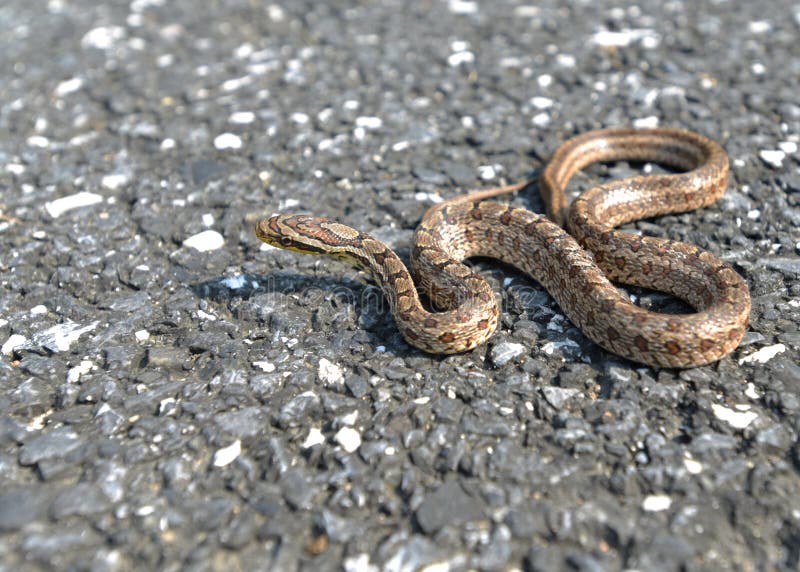 The snake is sliding on the road. The snake is sliding on the road