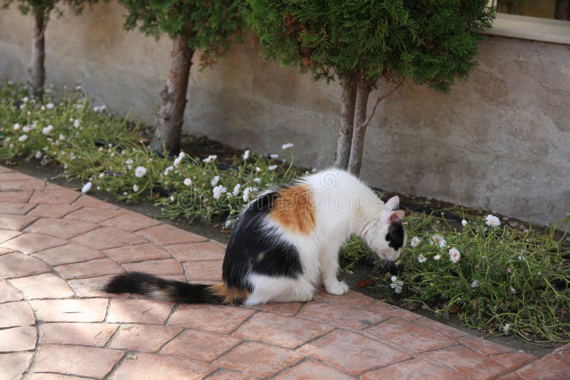 Lonely Stray Cat on Pavement Outdoors. Homeless Pet Stock Image Image