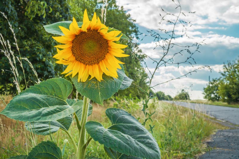 Lonely Sunflower Growing in Summer by the Side of the Road Stock Image