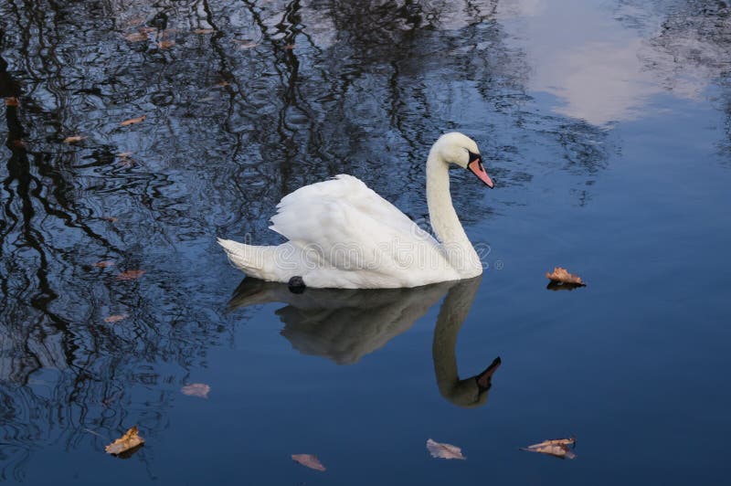 264 Sad Swan Photos - Free & Royalty-Free Stock Photos from Dreamstime ...