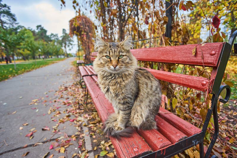 lonely tabby cat is sitting on the bench