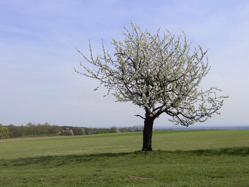 Lonely tree