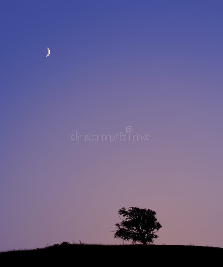 Lonely tree