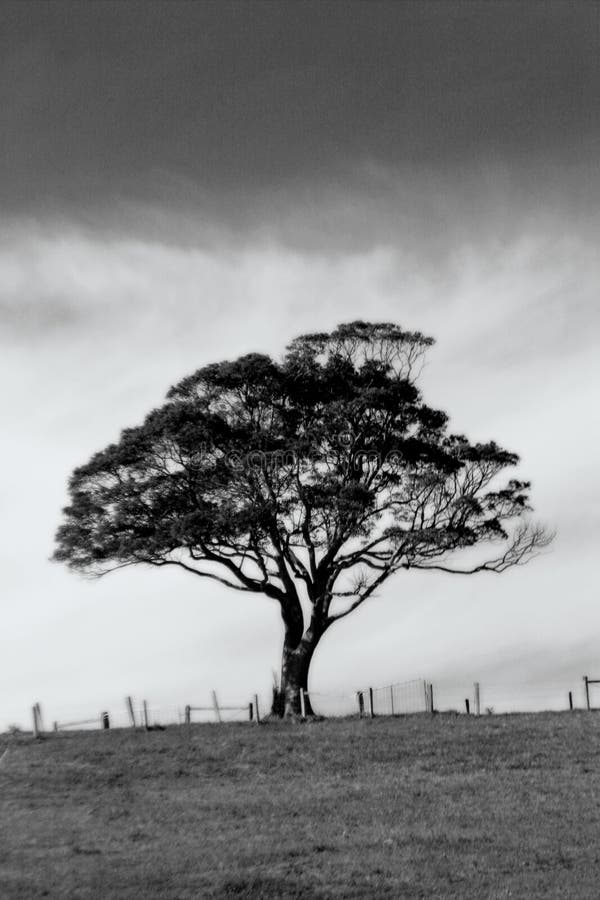 En blanco y negro un árbol.