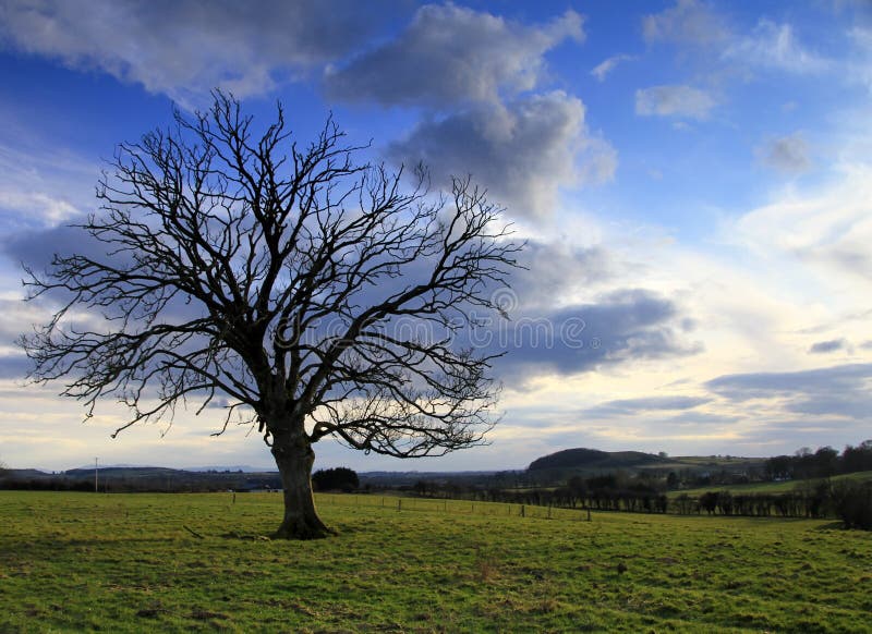 Sunset Tree Silhouette stock image. Image of nature, sunset - 9113885