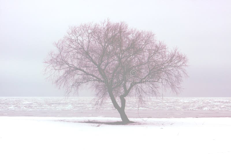 Lonely tree in the winter, beautiful lonely tree in a fog