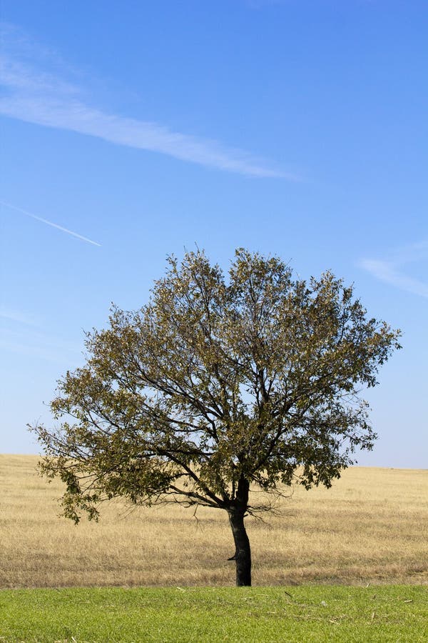 Lonely tree