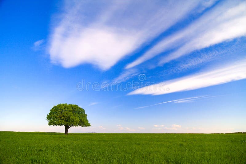 Single tree with blue sky