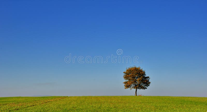 Lonely tree