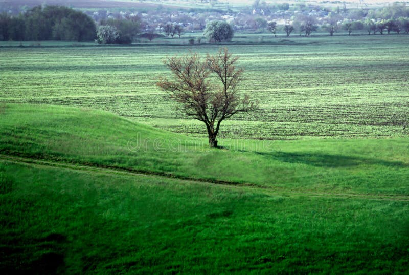 Lonely tree